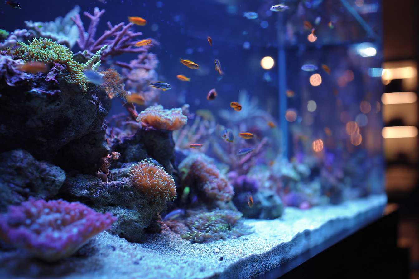 Best Temperature for Rotifer Cultures – AlgaGen Direct