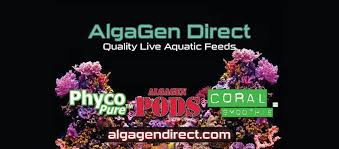 High quality live feed cultures - Buy online