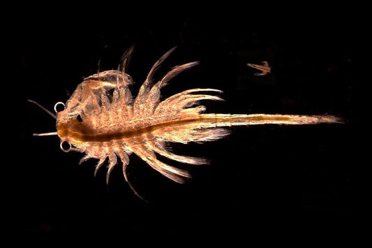 Brine Shrimp for Reef Tanks: Hatching and Enriching