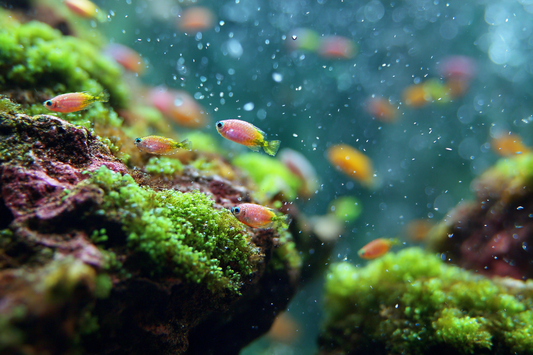 AlgaGenPods Care: Keeping Copepods Alive in Your Tank