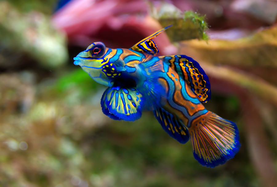 Mandarin Fish Food: Train to Eat Frozen