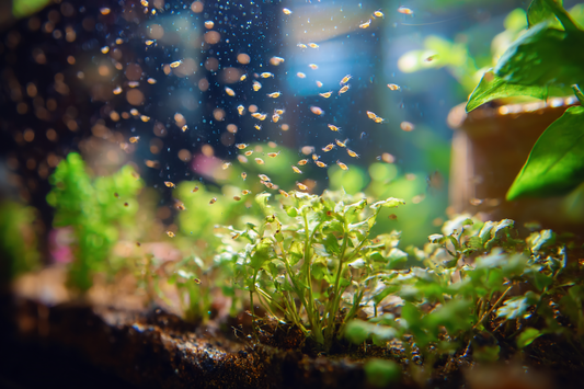 Why Rotifers Are Essential for Fish Survival