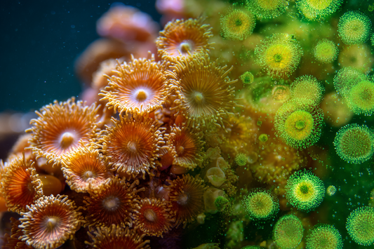 Zooxanthellae vs. Algae: Key Differences