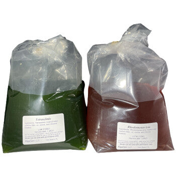 Algae production for copepods