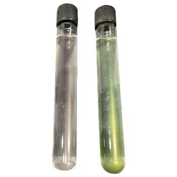 Algae Strain Production Test Tube